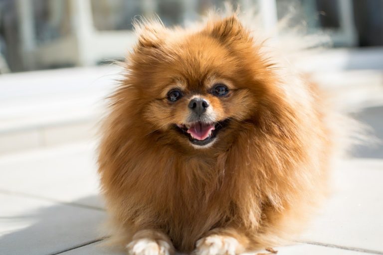 petclinic di kenjeran murah dan bersih